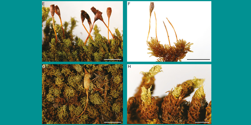 Publi_MNHN's tweet photo. [#Bryology] 🌱 A world revisionary study of the genus Groutiella Steere (Orthotrichaceae, Bryopsida)

✒️ Ning-Ning YU &amp; Yu JIA
🔗 https://t.co/NeJmF9eOML
#bryophytes #newsynonyms #Orthotrichaceae #Bryopsida #bryophyta https://t.co/mjfcEKeDL2