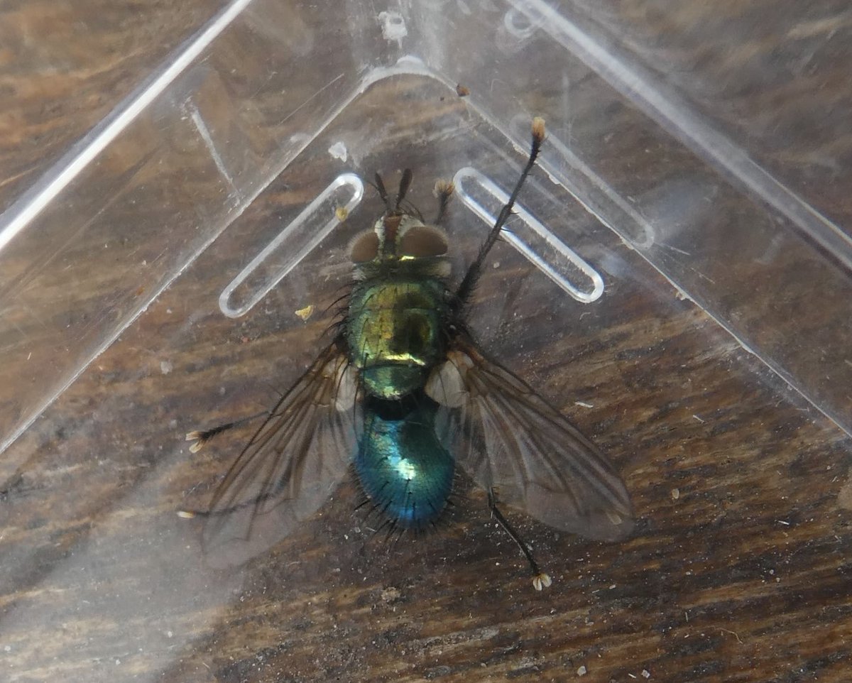 Very rare fly alert for Herefordshire! Crysosompsis auratus has been found in the Doward and has only been recorded 25 times in the UK! <a href="/HeritageFundUK/">The National Lottery Heritage Fund</a> @clan_cic