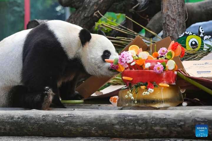 PandaMania_NFT's tweet photo. GM #PandaFam wishing you a productive & joyful Wednesday ahead ๐
โญ2 #GiantPanda from China Ruyi๐ผ & Dingding๐ผ, who have been living at Moscow Zoo since 2019, enjoyed their bday celebration ๐ฅณ in Russia on Sunday. #pandapics
https://t.co/R2Z8N8jHxZ
CTTO: China Daily Hongkong https://t.co/3oh6krOxeM
