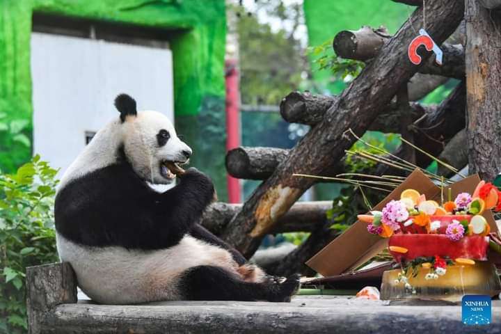 PandaMania_NFT's tweet photo. GM #PandaFam wishing you a productive & joyful Wednesday ahead ๐
โญ2 #GiantPanda from China Ruyi๐ผ & Dingding๐ผ, who have been living at Moscow Zoo since 2019, enjoyed their bday celebration ๐ฅณ in Russia on Sunday. #pandapics
https://t.co/R2Z8N8jHxZ
CTTO: China Daily Hongkong https://t.co/3oh6krOxeM