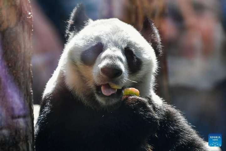 PandaMania_NFT's tweet photo. GM #PandaFam wishing you a productive & joyful Wednesday ahead ๐
โญ2 #GiantPanda from China Ruyi๐ผ & Dingding๐ผ, who have been living at Moscow Zoo since 2019, enjoyed their bday celebration ๐ฅณ in Russia on Sunday. #pandapics
https://t.co/R2Z8N8jHxZ
CTTO: China Daily Hongkong https://t.co/3oh6krOxeM