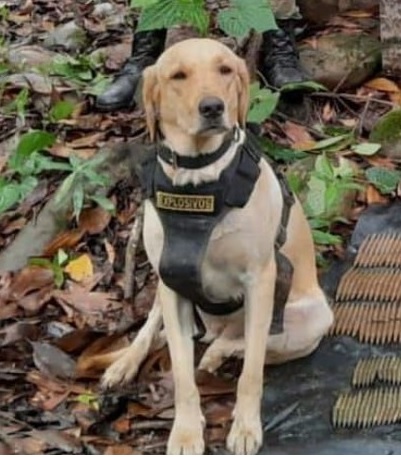 PlataformaALTO's tweet photo. Él era Happy 4, el perrito que murió ayer tras detectar un artefacto explosivo en Puerto Rico, Meta. La comunidad denunció la presencia de un paquete sospechoso y Happy detectó la carga mortal, pero los asesinos la activaran y lo mataron🤬🤬.
Nuestro repudio total frente este acto terrorista, pedimos a las autoridades encontrar cuanto antes a los responsables. Estamos en mora de establecer alternativas de manejo ante la presencia de posibles artefactos explosivos, para evitar el sacrificio de vidas  humanas y animales.