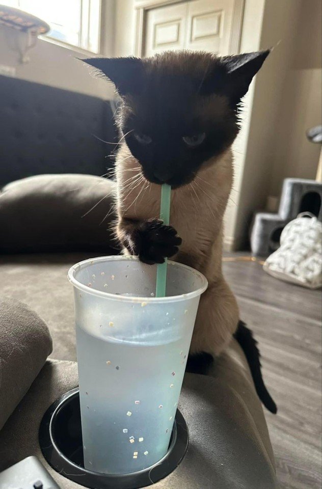 straw sipping siamese