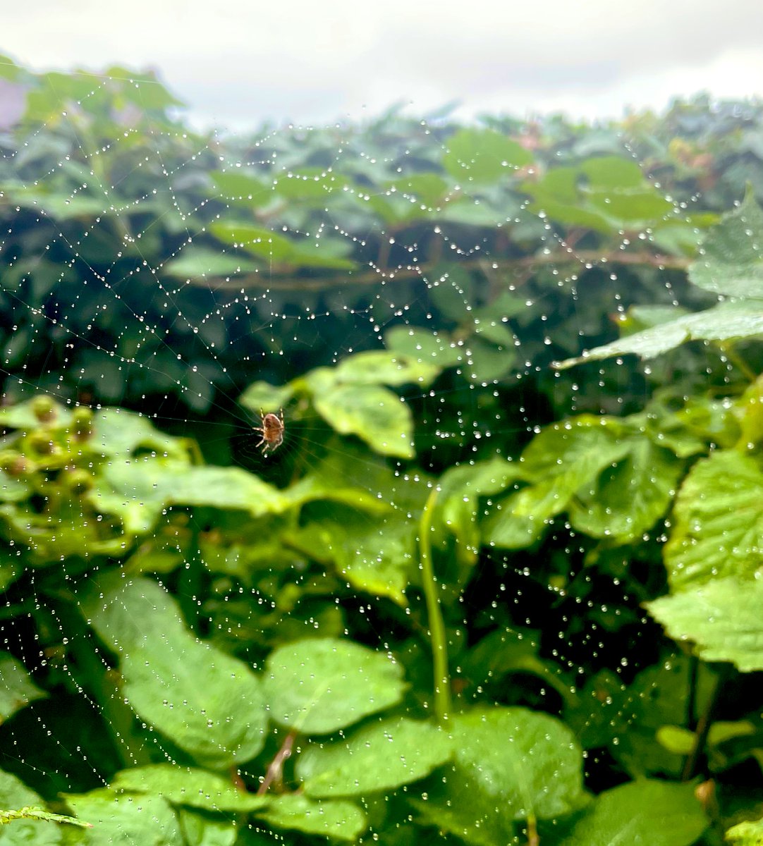 catztayl's tweet image. 206/365 #365in2023 #spidersweb #nature #raindrops #gardenlife