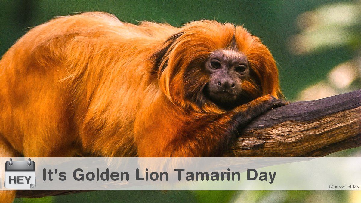 HeyWhatDay's tweet photo. It's International Golden Lion Tamarin Day! 
#InternationalGoldenLionTamarinDay #GoldenLionTamarinDay #GLTDay https://t.co/fFEnF7JvE4