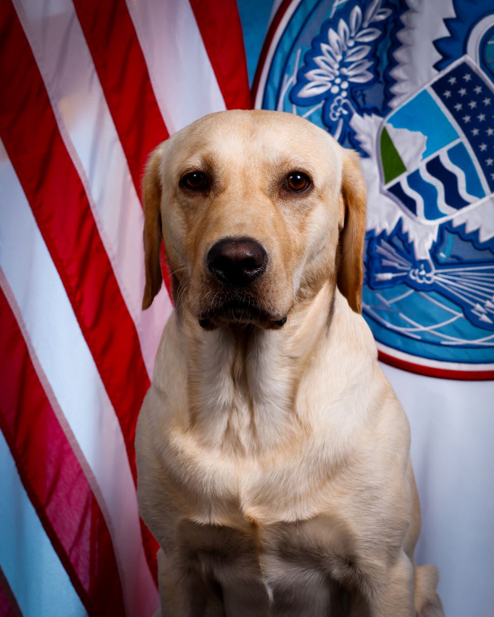 OFOEAC's tweet photo. This furry fellow is our @CBP Emotional Support K9 Guiness at our Field Operations Academy! With his wagging tail and comforting presence, Guiness brightens the day of our hardworking officers, providing invaluable support and camaraderie. 🐾 

#WeeklyWoofs
#WorkingDogWednesday https://t.co/JrBesVcUoT