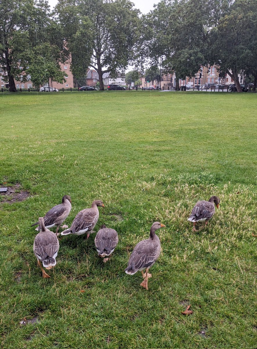 LauraCoffin_OT's tweet photo. Spotted in the rain today! Capturing nature in the city whilst walking, running and cycling #AHPsActive https://t.co/GpG3NisqOE