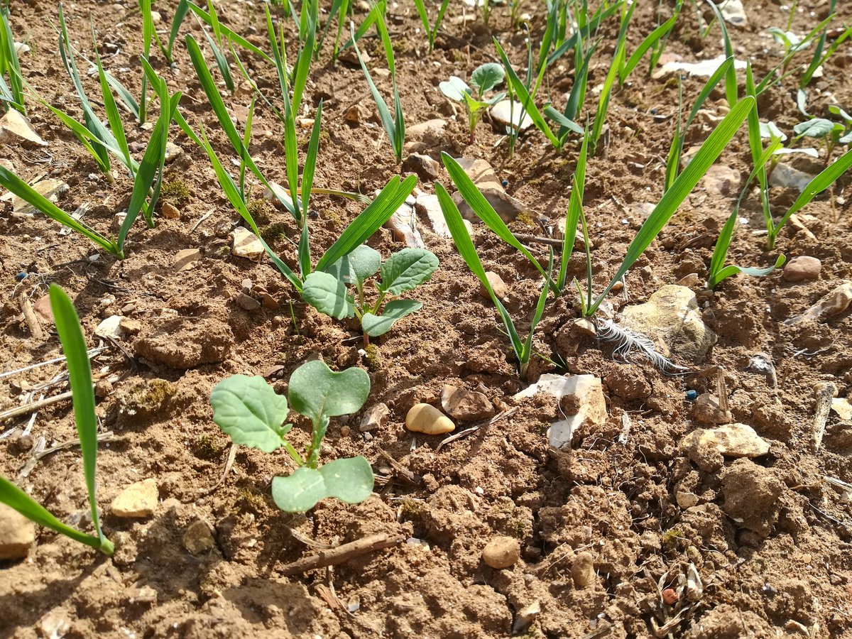 Gaetan Seimandi-Corda (@cordagaetan) on Twitter photo Our new paper on #oilseedrape companion / mulching and #CSFB is out in Pest Management Science!
🌾Cereal volunteers ⏬CSFB damage
🍂Straw mulch⏬CSFB damage
🍀Clover🔽CSFB damage if good establishment
onlinelibrary.wiley.com/doi/full/10.10…
<a href="/SamCook_IPM/">Sam Cook</a> <a href="/Rothamsted/">Rothamsted Research</a> <a href="/uni_kassel/">Universität Kassel</a> <a href="/EcoStackH2020/">EcoStack</a> Our new paper on #oilseedrape companion / mulching and #CSFB is out in Pest Management Science!
🌾Cereal volunteers ⏬CSFB damage
🍂Straw mulch⏬CSFB damage
🍀Clover🔽CSFB damage if good establishment
onlinelibrary.wiley.com/doi/full/10.10…
<a href="/SamCook_IPM/">Sam Cook</a> <a href="/Rothamsted/">Rothamsted Research</a> <a href="/uni_kassel/">Universität Kassel</a> <a href="/EcoStackH2020/">EcoStack</a>