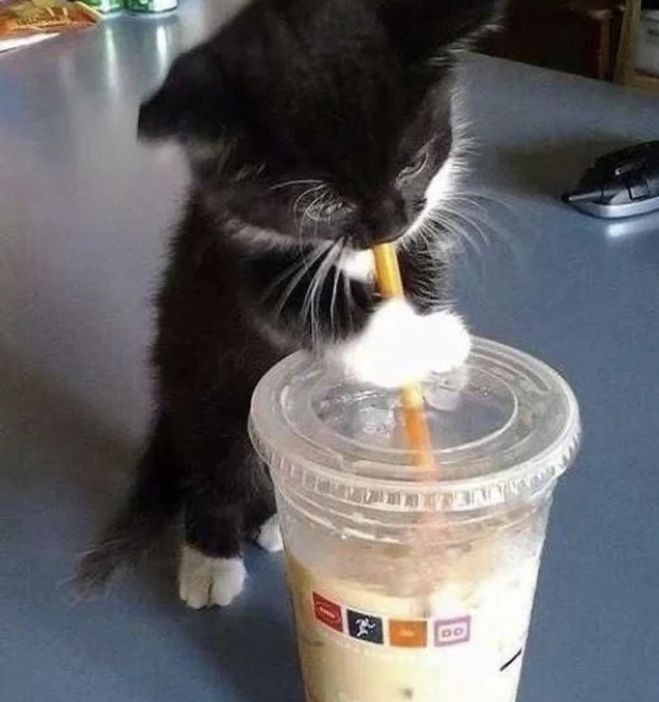 taehyun as cats (@taehyuncats) on Twitter photo 