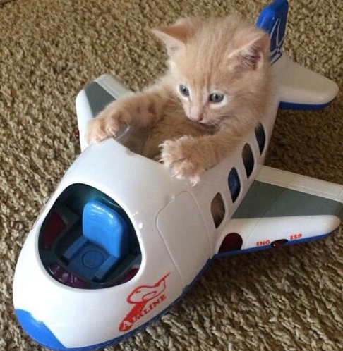 DontShowYourCat's tweet photo. this is ur captain speaking https://t.co/OaTpRYzUQa