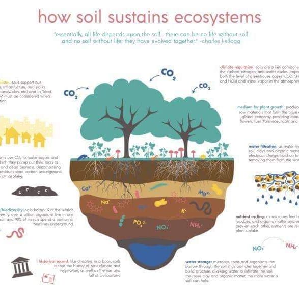 dedis_l's tweet photo. @cpsavesoil With the declining organic content in the soil, the fruits and vegetables grown nowadays only have half the micronutrients they used to - if it's not in the soil, it's not in our food! Lets voice for the right policies to #SaveSoil https://t.co/PWPWNXVvmA