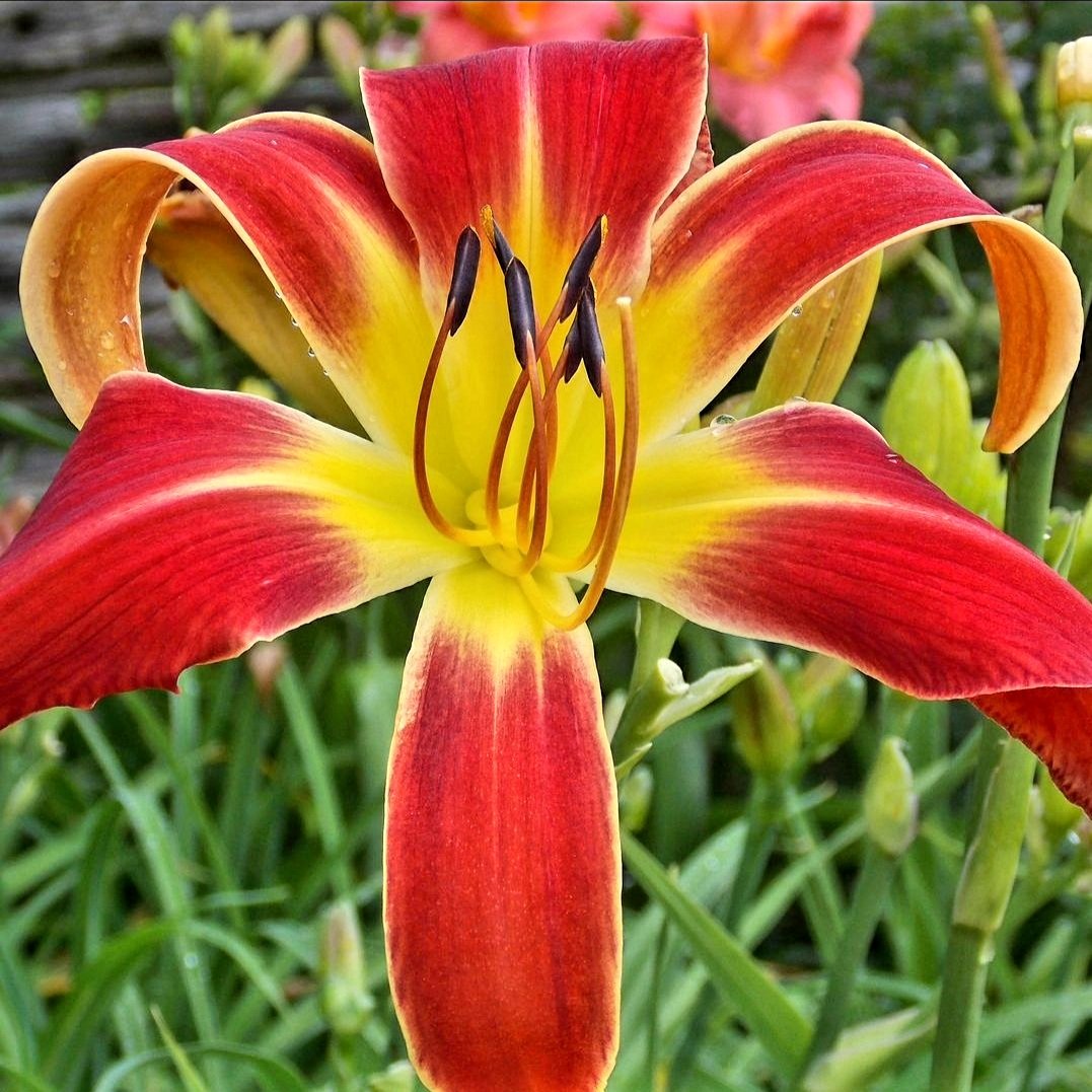 iamMitchDuran's tweet photo. And the Scripture gives us HOPE and encouragement as we wait patiently for God's promises to be fulfilled.🙏 - Romans 15:4

#hopeinGod #Godishope #hope #journeyofhope

📷: #Daylily/ @lovepakht https://t.co/vaWu8ahGzs