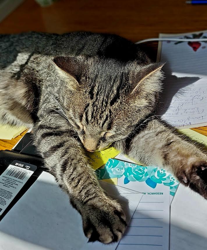 BobCatPlay's tweet photo. Working so hard I konked out!
https://t.co/4lFR3oRuRs
#workingwithcats https://t.co/pNdcCAQeAm
