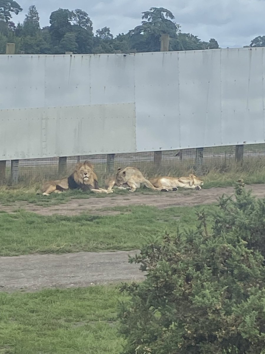 Another great day with our students at our APST holiday activities 😎 #SummerHolidays #summerfun #APST  #Safari  <a href="/SandwellSchool/">Sandwell Community School</a> <a href="/SandwellDCS/">Sally Giles</a> <a href="/KevinMo99016424/">Kevin Morgan</a>