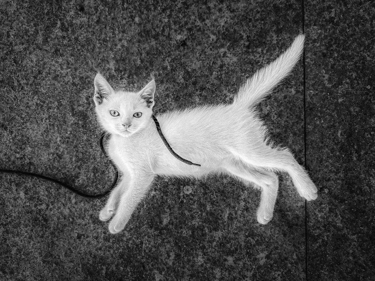 Joy_X_714's tweet photo. #shotoniphone #streetphotography #streetsnap #china #cat #life #byphone https://t.co/wJaqsrgBgf