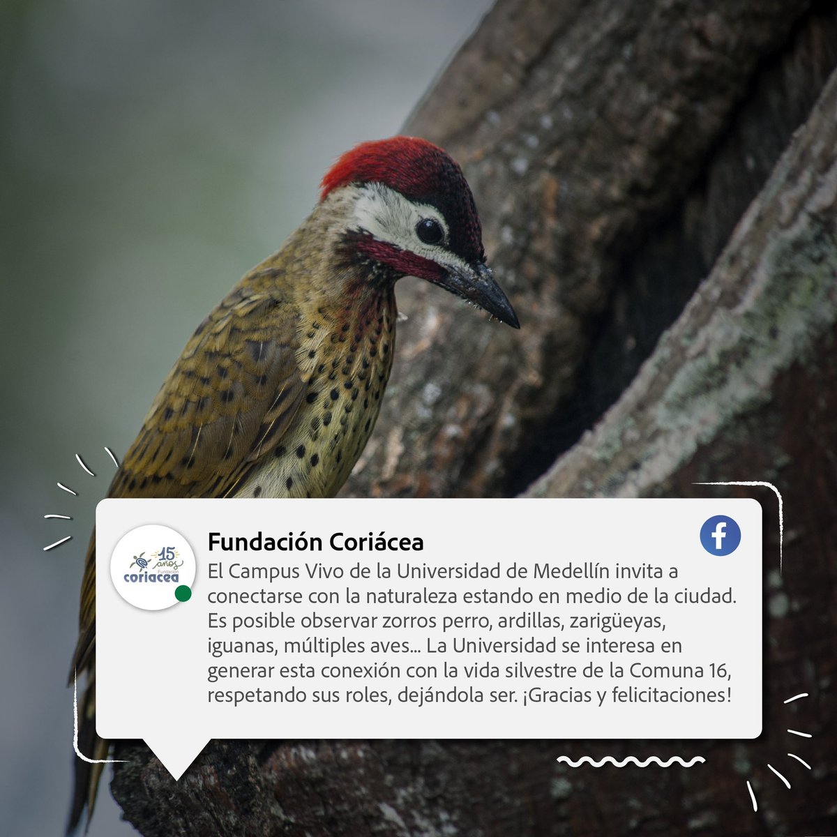 Somos un #CampusVivo para la ciudad, para Medellín. 

<a href="/funcoriacea/">Fundación Coriácea 🐢🍂🐢🍂🐢</a>