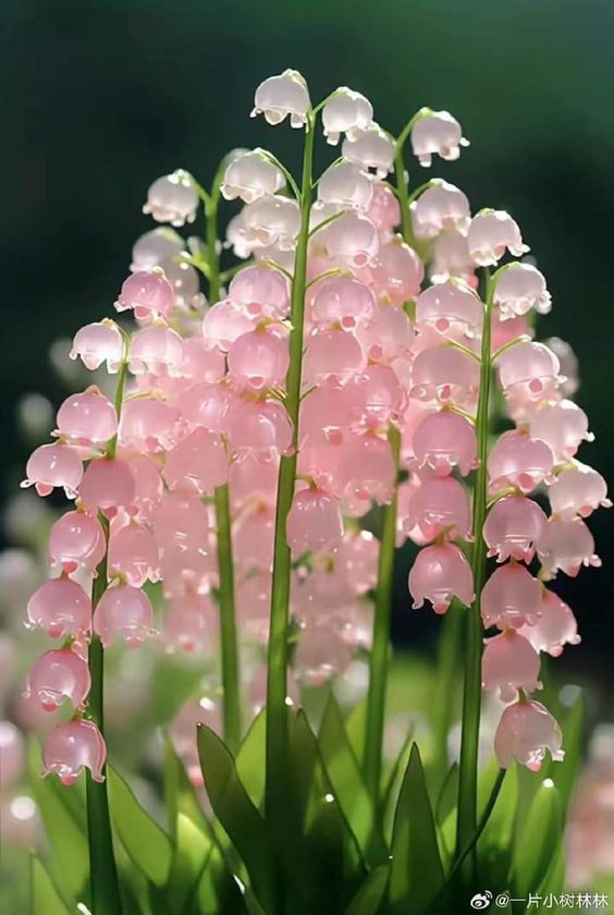 lily of the valley