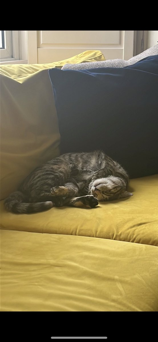 psychdrwend's tweet photo. Final ever trainee induction done &amp; dusted..unless I do any more training 😆- the cat was riveted by the content..nap time incoming! https://t.co/Tuyjzdfrx0