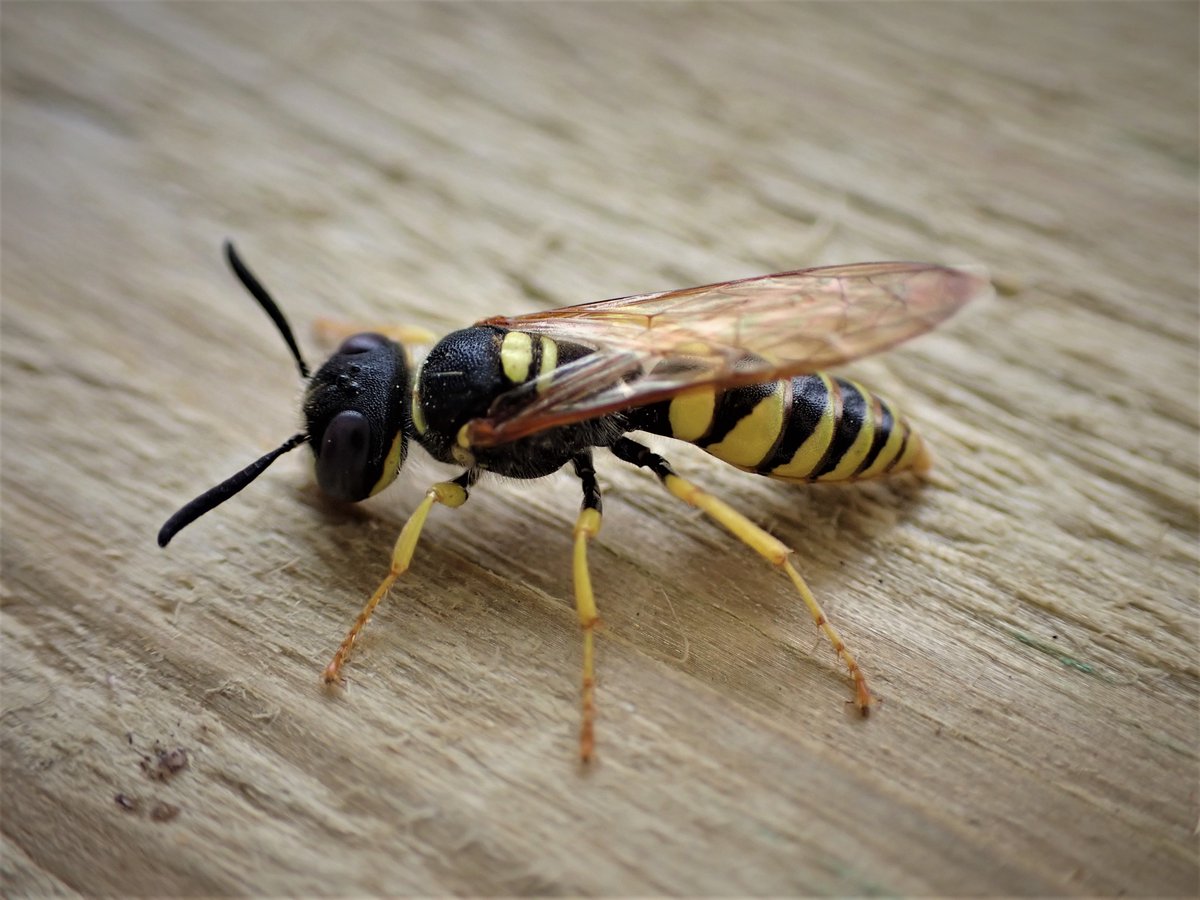 MJG3271's tweet photo. @LincsNaturalist This Bee Wolf - Philanthus triangulum swept at Kirkby Moor yesterday, a real brute this one. https://t.co/pWH8Y6WIDD