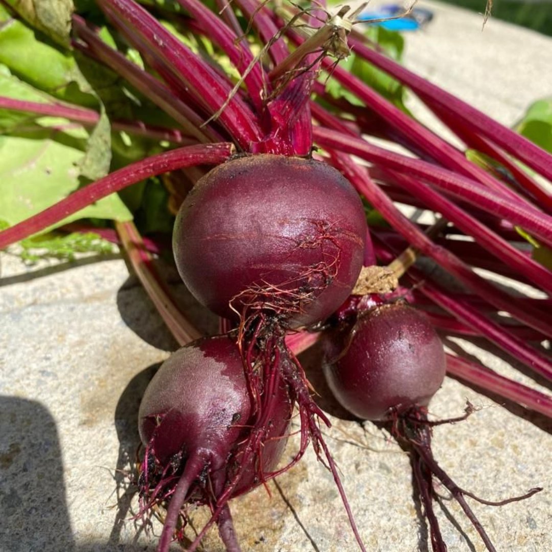 Newmarket Pony Academy tweet media