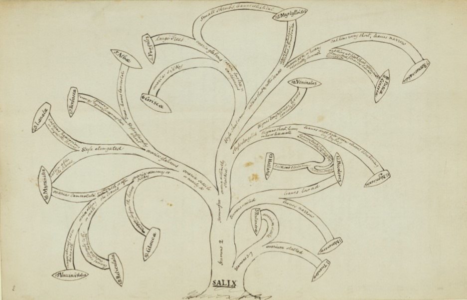 One of our digitisers found this hand drawn tree of part of the Willow (Salicaceae) family explaining 'Sections of the genus Salix relative to the British species in Hookeri British Flora' It is just one of the wonderful things you find when digitising specimens.