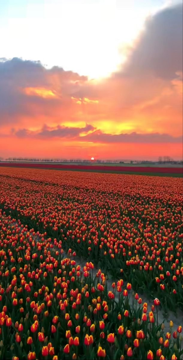tulip field