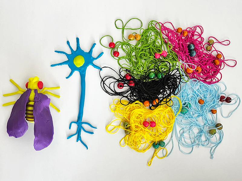Faculté de biologie et de médecine (inactif) (@fbm_unil) on Twitter photo 📰News Recherche
Les secrets du pliage de l’ADN🧶🧬
par <a href="/GiriramMohana/">Giriram Mohana</a>, Julien Dorier, Xiao Li et al. <a href="/CellCellPress/">Cell</a>
➡️news.unil.ch/display/169054…
#drosophile #neurones #ADN
📷meta-loops © Labo @mc_gambetta, @cig_unil, <a href="/FBM_UNIL/">Faculté de biologie et de médecine (inactif)</a>, <a href="/unil/">Université de Lausanne</a> 📰News Recherche
Les secrets du pliage de l’ADN🧶🧬
par <a href="/GiriramMohana/">Giriram Mohana</a>, Julien Dorier, Xiao Li et al. <a href="/CellCellPress/">Cell</a>
➡️news.unil.ch/display/169054…
#drosophile #neurones #ADN
📷meta-loops © Labo @mc_gambetta, @cig_unil, <a href="/FBM_UNIL/">Faculté de biologie et de médecine (inactif)</a>, <a href="/unil/">Université de Lausanne</a>