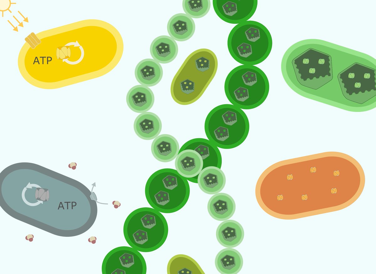 1/6 How well do we know the enzyme responsible for most carbon fixation on Earth? Our latest preprint delves into form I rubisco, seeking to understand the factors that are associated with the velocity at which it converts CO2 to sugar.
biorxiv.org/content/10.110…