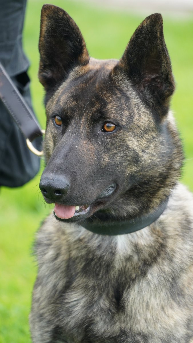 We’re happy to announce that PD Stark and handler PC Brassington are now operationally licenced.
The pair will be involved in tracking offenders, locating missing people and supporting other officers in their investigations.
Read the full story here: orlo.uk/UFrB7