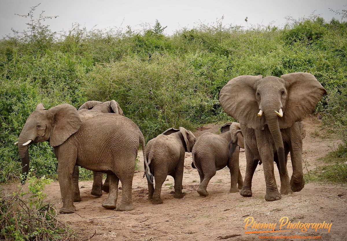 Once upon a time on a boat cruise at Kazinga Channel, Queen Elizabeth National Park, the sightseeing was magnificent. 
 #safariphotography #bbcearth #wildlifeconservation #primates #mountaingorillas  #elephants #naturephotography #lions #safaris #travel #visituganda #bbcafrica