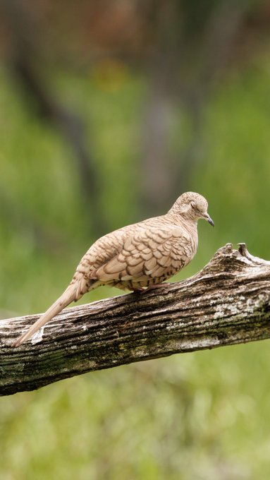 Hi, I live in Central Texas and love exploring the great outdoors. I&rsquo;m a photographer and my passion<a href="/tag/photography"class="tags"><span>#photography</span></a><a href="/tag/twitternaturecommunity"class="tags"><span>#twitternaturecommunity</span></a>