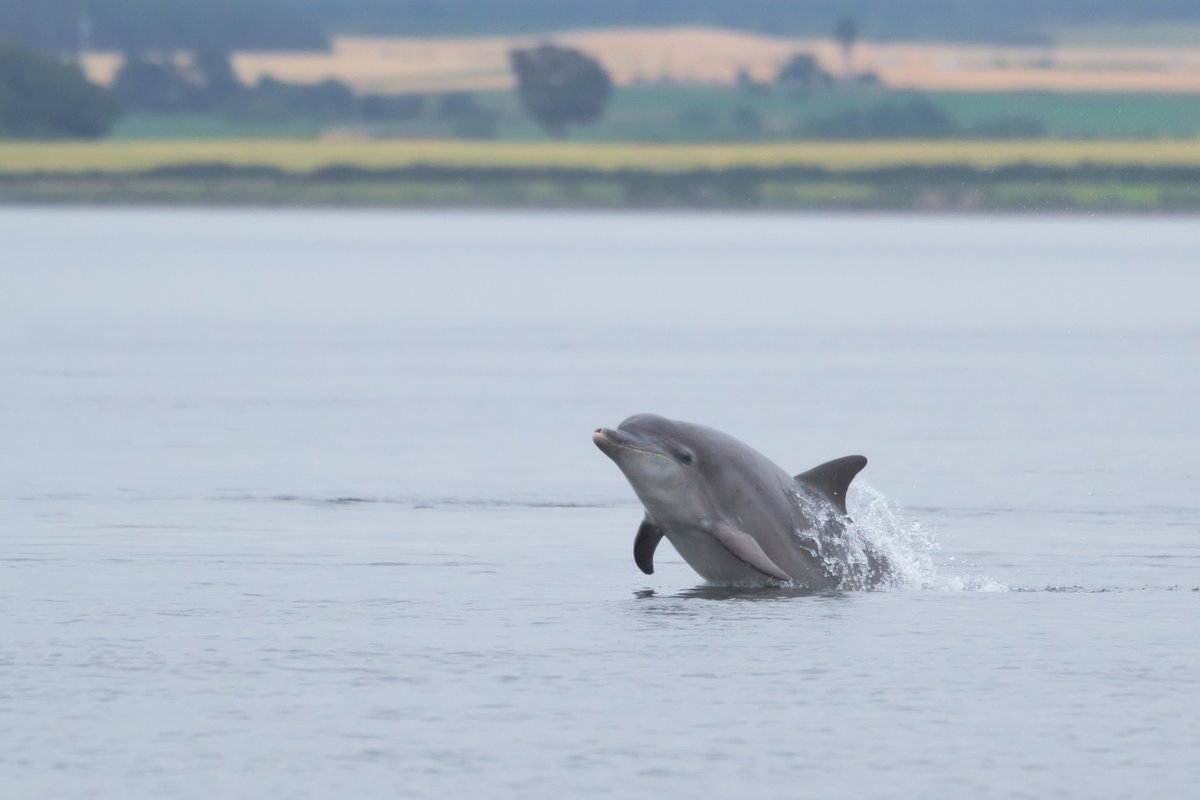 SeabirdCentre's tweet photo. Come to our BioBlitz by the Sea event this Friday and visit the @whalesorg stall to learn more about the cetaceans living in our seas and how you can record your own sightings!
https://t.co/cXfvjNpMgl
#bioblitzbythesea #citizenscience #shorewatch
📷©️Jamie McDermaid https://t.co/QaCTmCgjT0