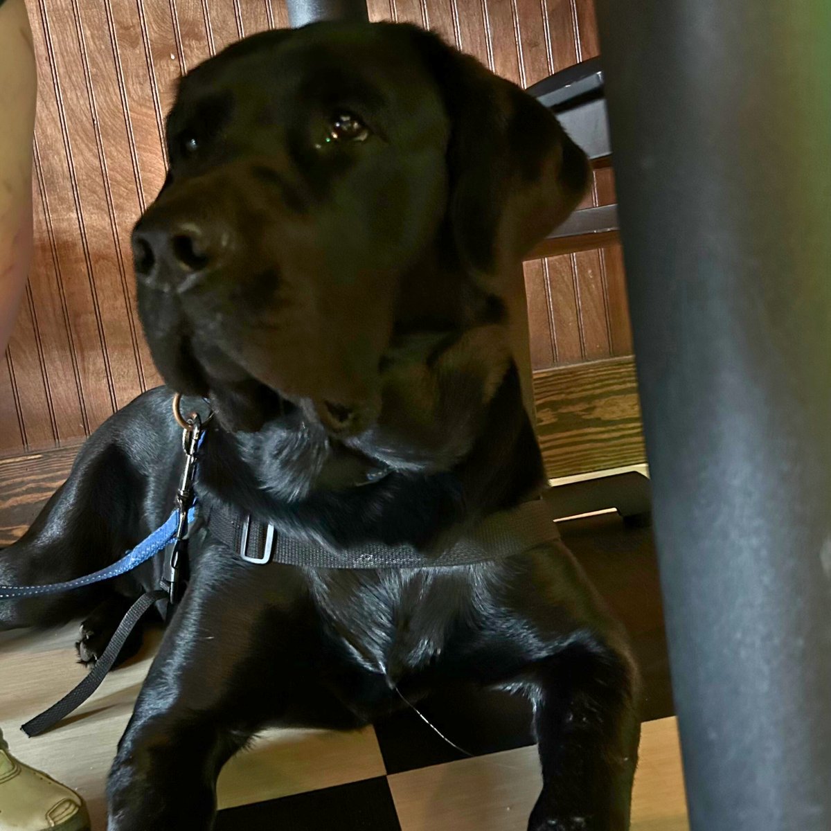 Valor Service Dogs tweet media