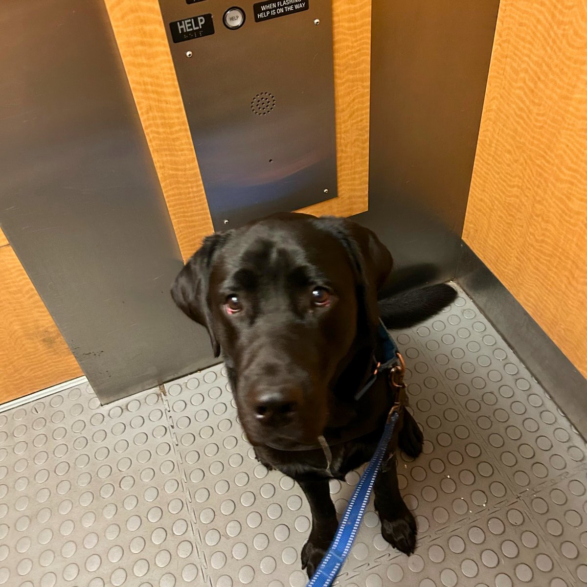 Valor Service Dogs tweet media