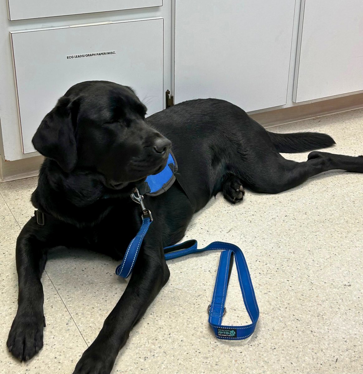 Valor Service Dogs tweet media