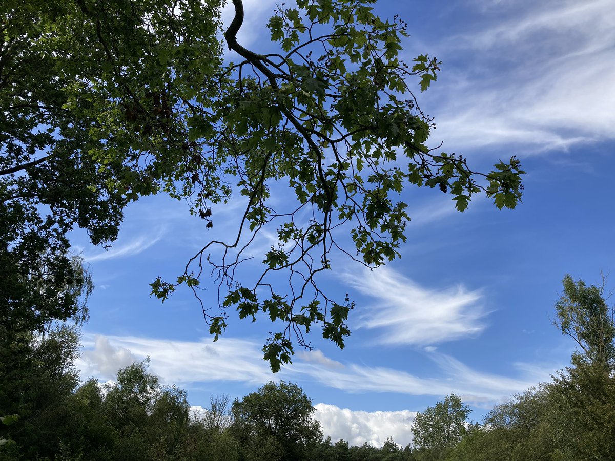 Yes, this is #RockinghamForest! #BritishSummer