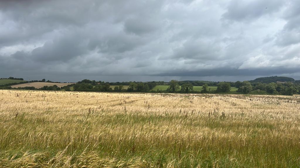 WaterfordBarley's tweet image. Some deary clouds casting a spell over John McDonnells @Shalvanstown Biodynamicly grown Hunter Barley .#biodynamics #barley