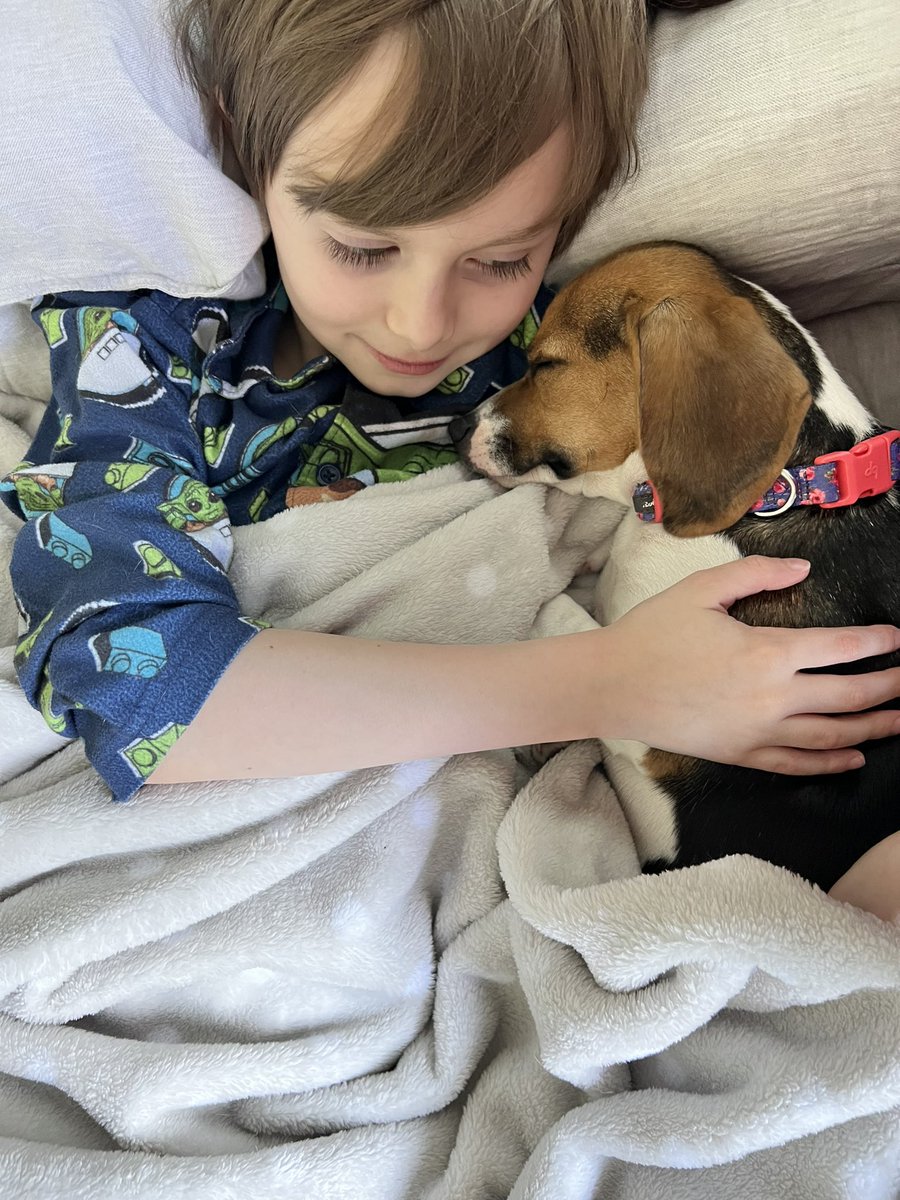 A boy and his beagle. 🥰

#ellie #pocketbeagle #puppylove