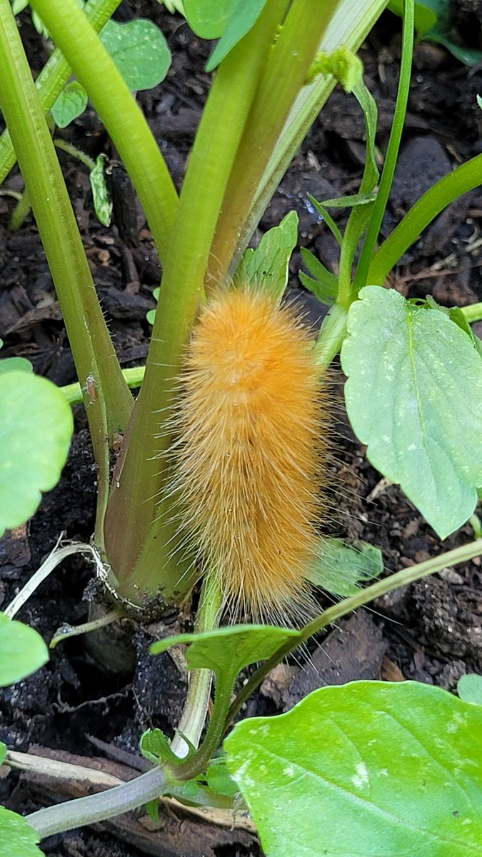 Our BHS Growing Empowerment students did our harvest for <a href="/BrooklineFood/">Brookline Food Pantry</a> Pantry today.  They also discovered a tigermoth caterpillar that may explain why carrots keep disappearing! #wholekids #schoolgarden #garden4wildlife #Brookline #community