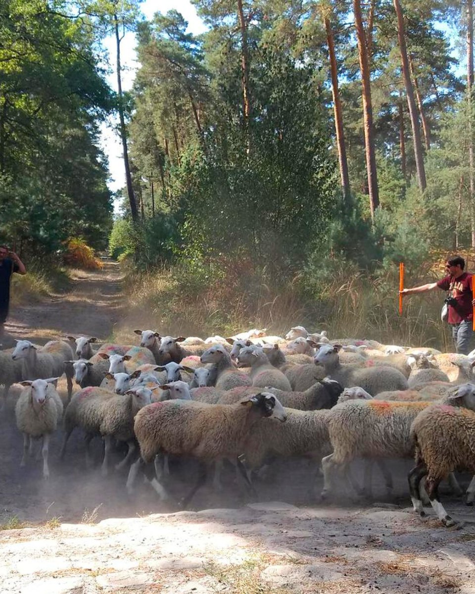 ONF_Officiel's tweet photo. 🐏Les brebis sont de retour en #forêt d’Ermenonville. Appelée éco-pâturage, cette pratique préserve durablement les landes et les pelouses sèches🌿, #patrimoine typique de cette forêt, qui abrite des espèces animales et végétales telles que l’engoulevent d’Europe, le genêt poilu https://t.co/eAs1RO3B2y