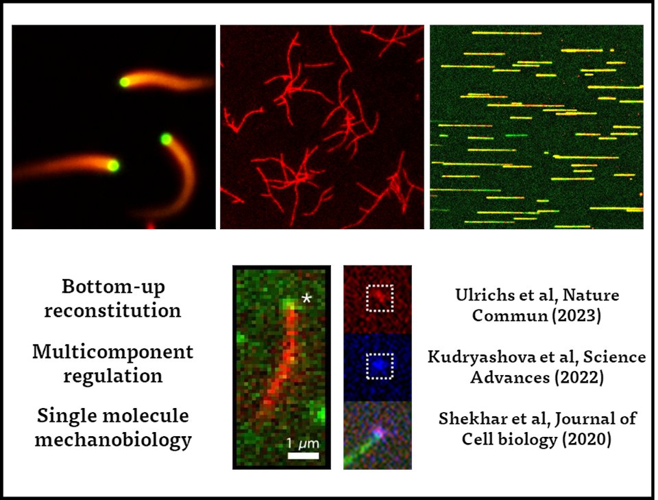 Shekhar lab (@sshekhr) on Twitter photo 📢Please RT!📢
I am hiring a postdoc to work on exciting biophysics and biochemical projects in actin mechanobiology in my lab at <a href="/EmoryUniversity/">Emory University</a>, Atlanta, USA!
See lab website: shekharlab.org
(1/n) 📢Please RT!📢
I am hiring a postdoc to work on exciting biophysics and biochemical projects in actin mechanobiology in my lab at <a href="/EmoryUniversity/">Emory University</a>, Atlanta, USA!
See lab website: shekharlab.org
(1/n)