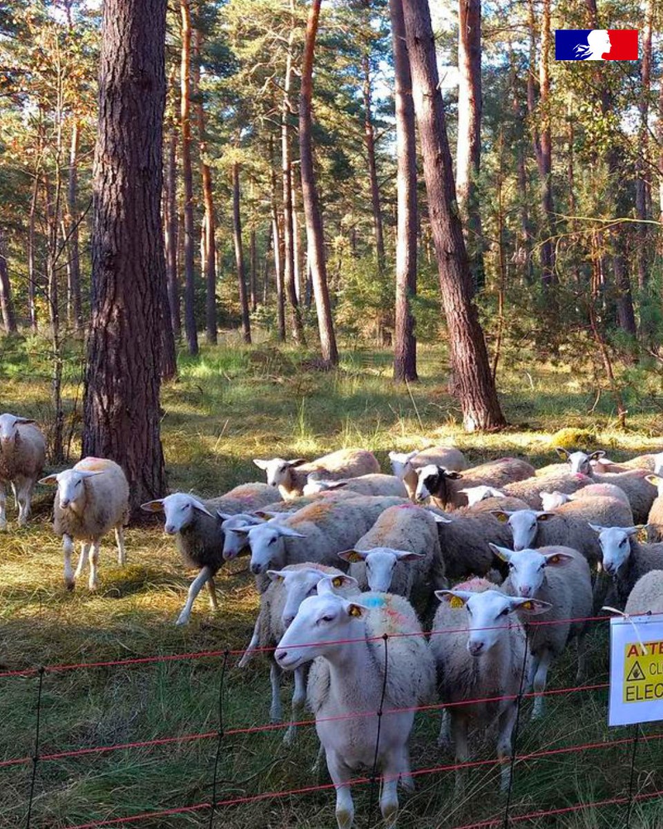 ONF_Officiel's tweet photo. 🐏Les brebis sont de retour en #forêt d’Ermenonville. Appelée éco-pâturage, cette pratique préserve durablement les landes et les pelouses sèches🌿, #patrimoine typique de cette forêt, qui abrite des espèces animales et végétales telles que l’engoulevent d’Europe, le genêt poilu https://t.co/eAs1RO3B2y