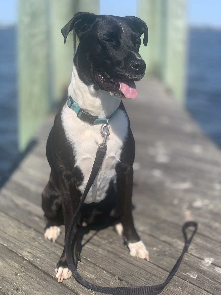 rsicklescj7's tweet photo. Handsome Dog post. This is bane our pit/lab mix. Let’s see those pups! #dog #dogs #DogsofTwittter #puppy #pitlab #rescuedog https://t.co/0d7RHwOsnA