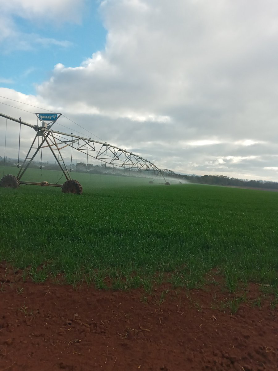 Tichfarmer's tweet photo. Beautiful wheat crop. https://t.co/SwRwwKMSjV