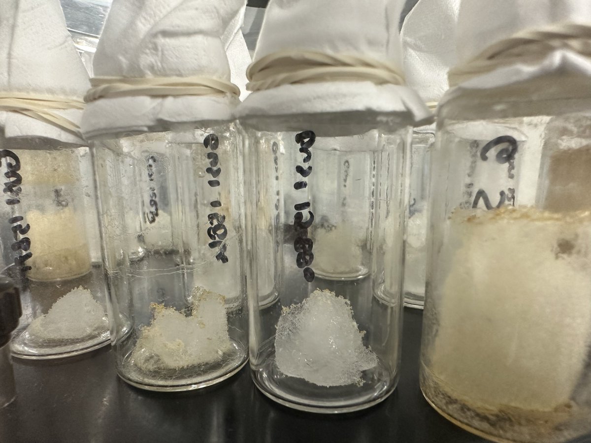 New Pastures (@newpasturesucc) on Twitter photo Ah, Ireland, we have some collagen…” The fruits of our labours here in Scotland at <a href="/SUERC1/">SUERC</a> with <a href="/DrDerekHamilton/">Derek Hamilton</a> are on full display in the freeze-drier!!! We can’t wait to start measuring on the mass spec <a href="/CACSSS1/">UCC Arts, Celtic Studies and Social Sciences</a> #COALESCE #LoveIrishResearch Ah, Ireland, we have some collagen…” The fruits of our labours here in Scotland at <a href="/SUERC1/">SUERC</a> with <a href="/DrDerekHamilton/">Derek Hamilton</a> are on full display in the freeze-drier!!! We can’t wait to start measuring on the mass spec <a href="/CACSSS1/">UCC Arts, Celtic Studies and Social Sciences</a> #COALESCE #LoveIrishResearch