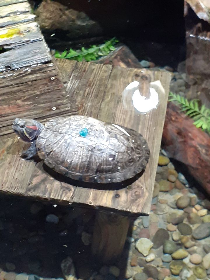 HealthFamilies's tweet photo. Our #Darlington Young Carers had a wonderful trip to Tynemouth Aquarium yesterday 🦈🪼🐟
Our summer activities give young carers a break from their caring role and a chance to socialise with others in similar situations😊

#ForFairChances #YoungCarers https://t.co/YzhtFI31GD