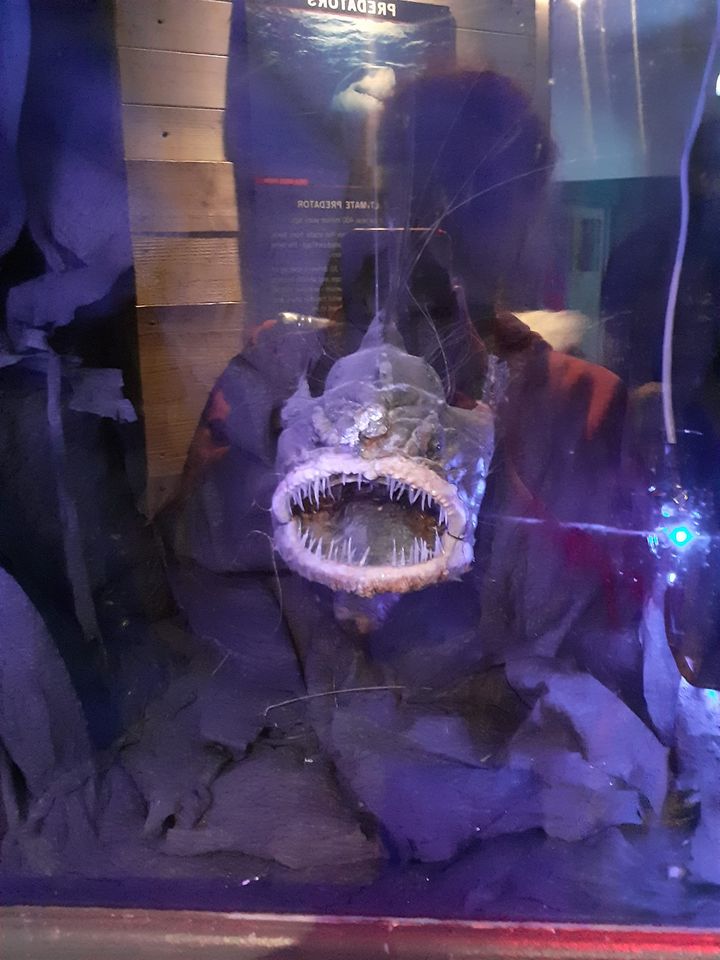 HealthFamilies's tweet photo. Our #Darlington Young Carers had a wonderful trip to Tynemouth Aquarium yesterday 🦈🪼🐟
Our summer activities give young carers a break from their caring role and a chance to socialise with others in similar situations😊

#ForFairChances #YoungCarers https://t.co/YzhtFI31GD