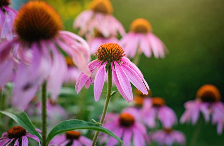 August is the time to start thinking about what will grow quickly in the #garden. With possibly only a few weeks left of the summer weather, you want crops that will grow quickly. So here are my suggestions for what to #plant in #August - allthatgrows.co.uk/tips/what-to-p…