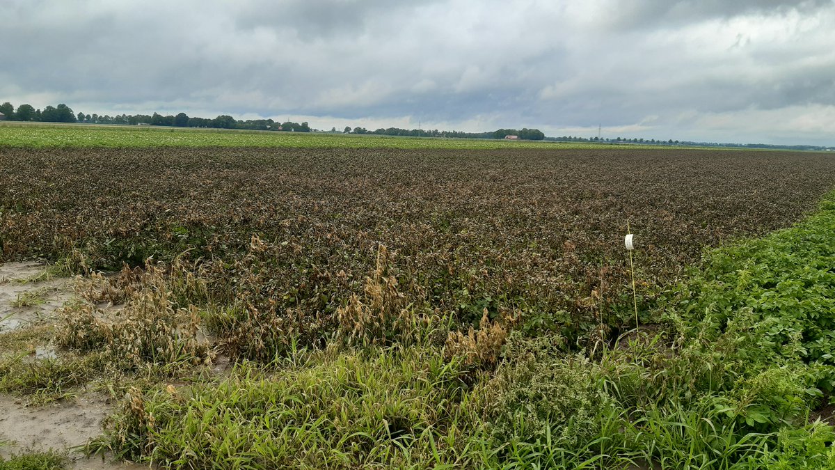 Eerste aardappelen dood. Eigen pootgoed moet er toch maar aan geloven. #akker