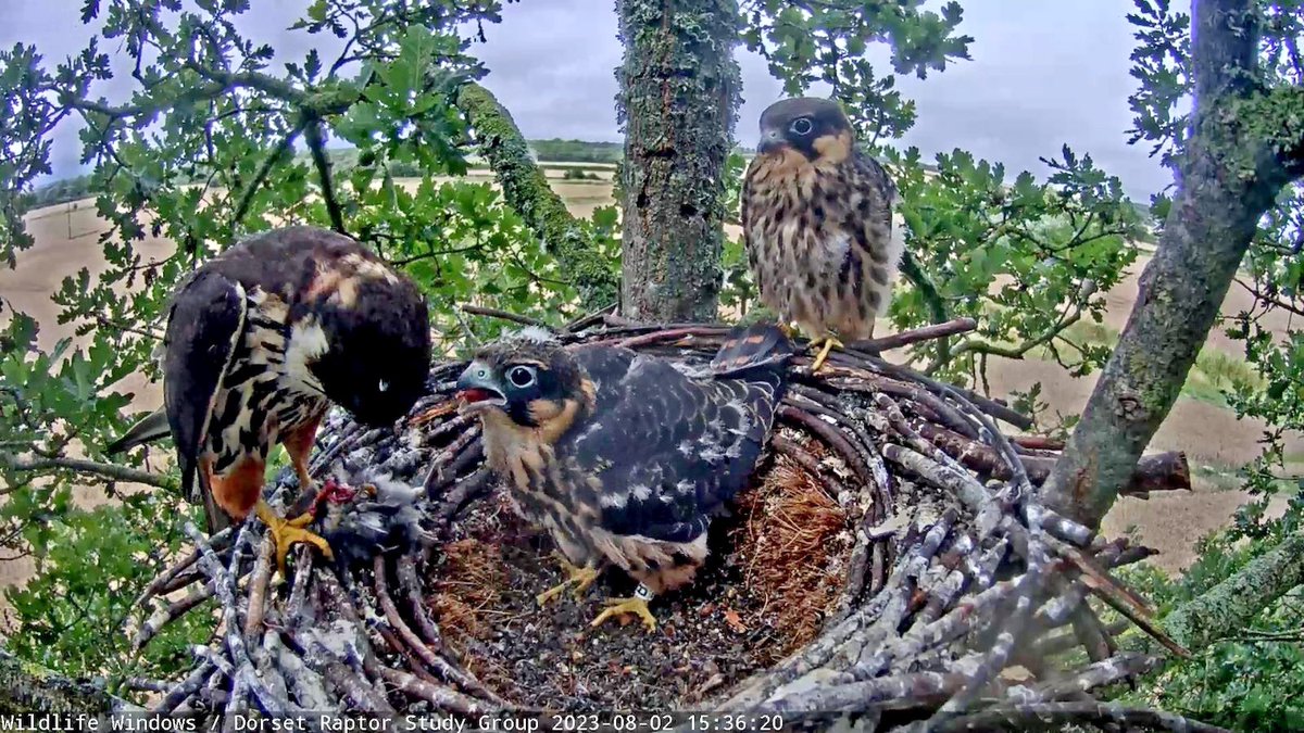 How they've grown! This week the young Hobbies have been testing out their wings as they've replaced nearly all their fluff with fabulous feathers. Check out the live camera for the latest happenings in the nest youtube.com/watch?v=Y01cvs… #springwatch #dorset #hobby @_RaptorLab